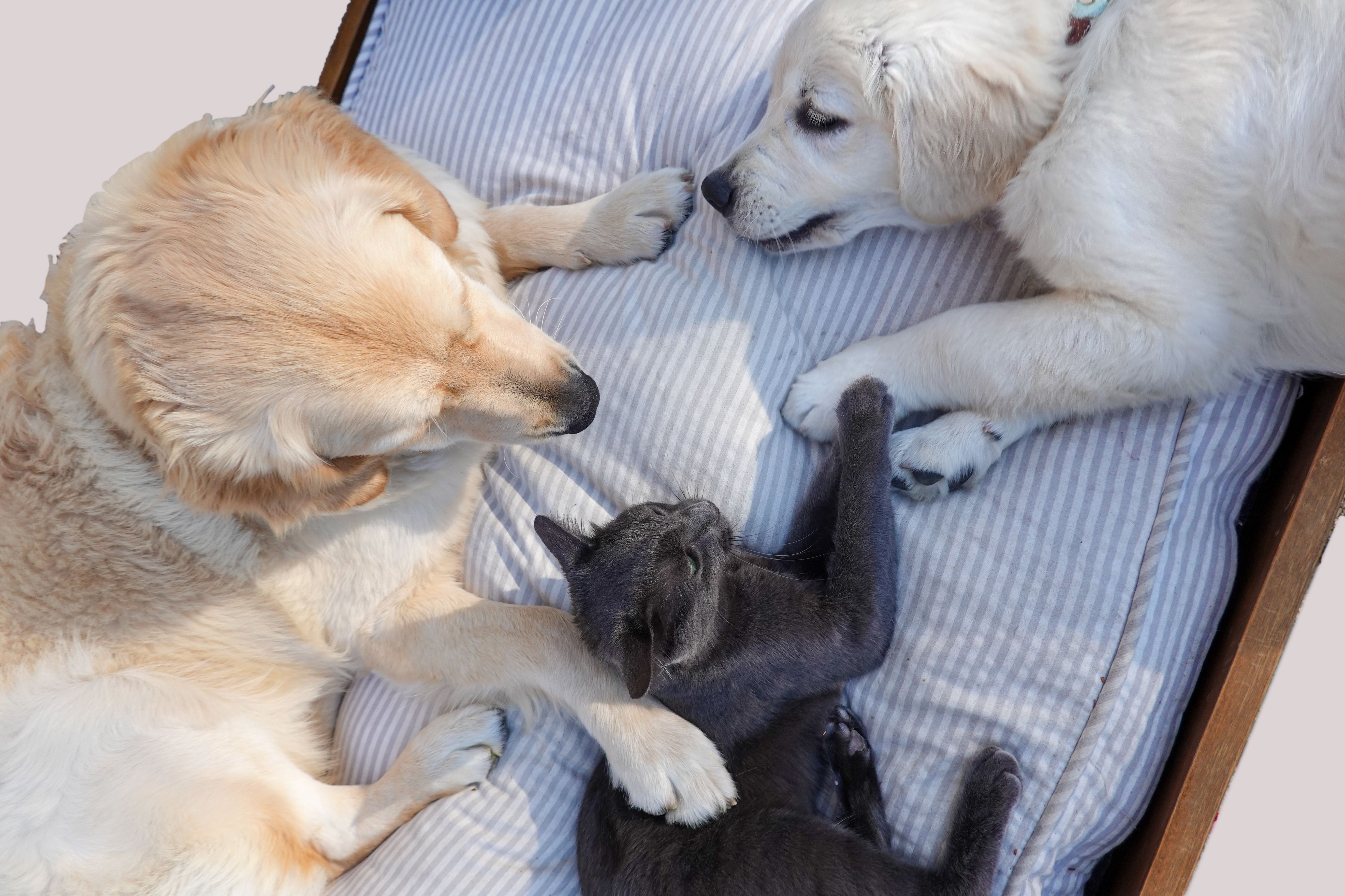 Prévention des parasites chez le chien