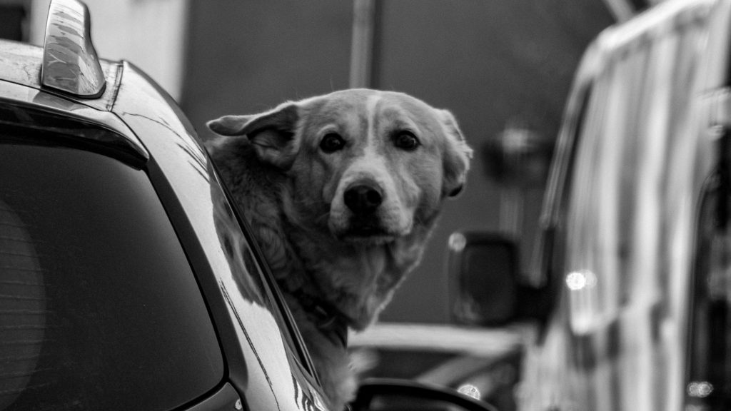 Vétérinaire à domicile à Nice pour chien