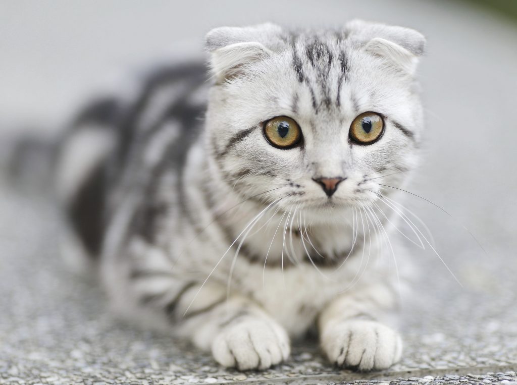 Médecine préventive vétérinaire à Nice pour chat