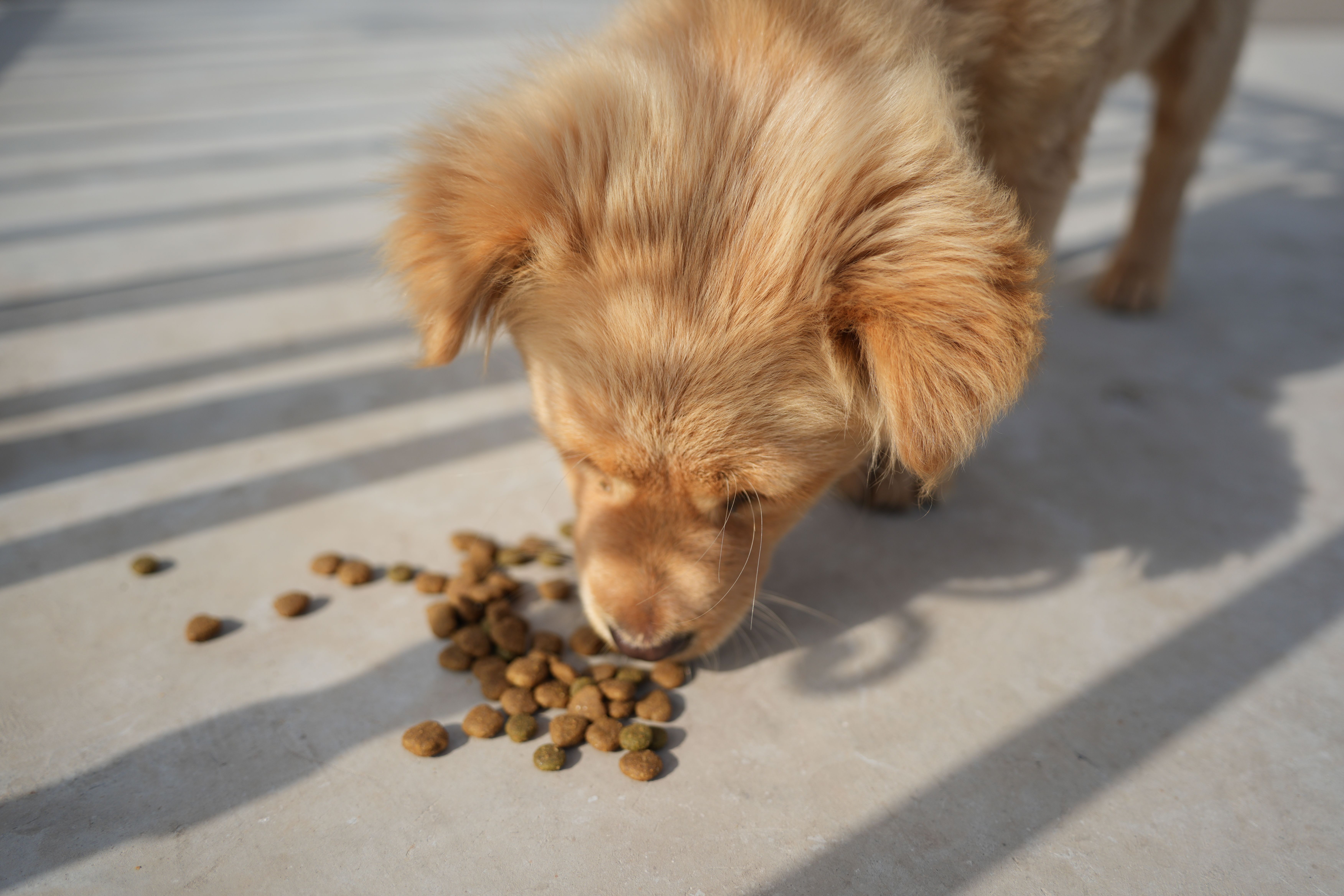 Conseils nutritionnels pour chien et chat