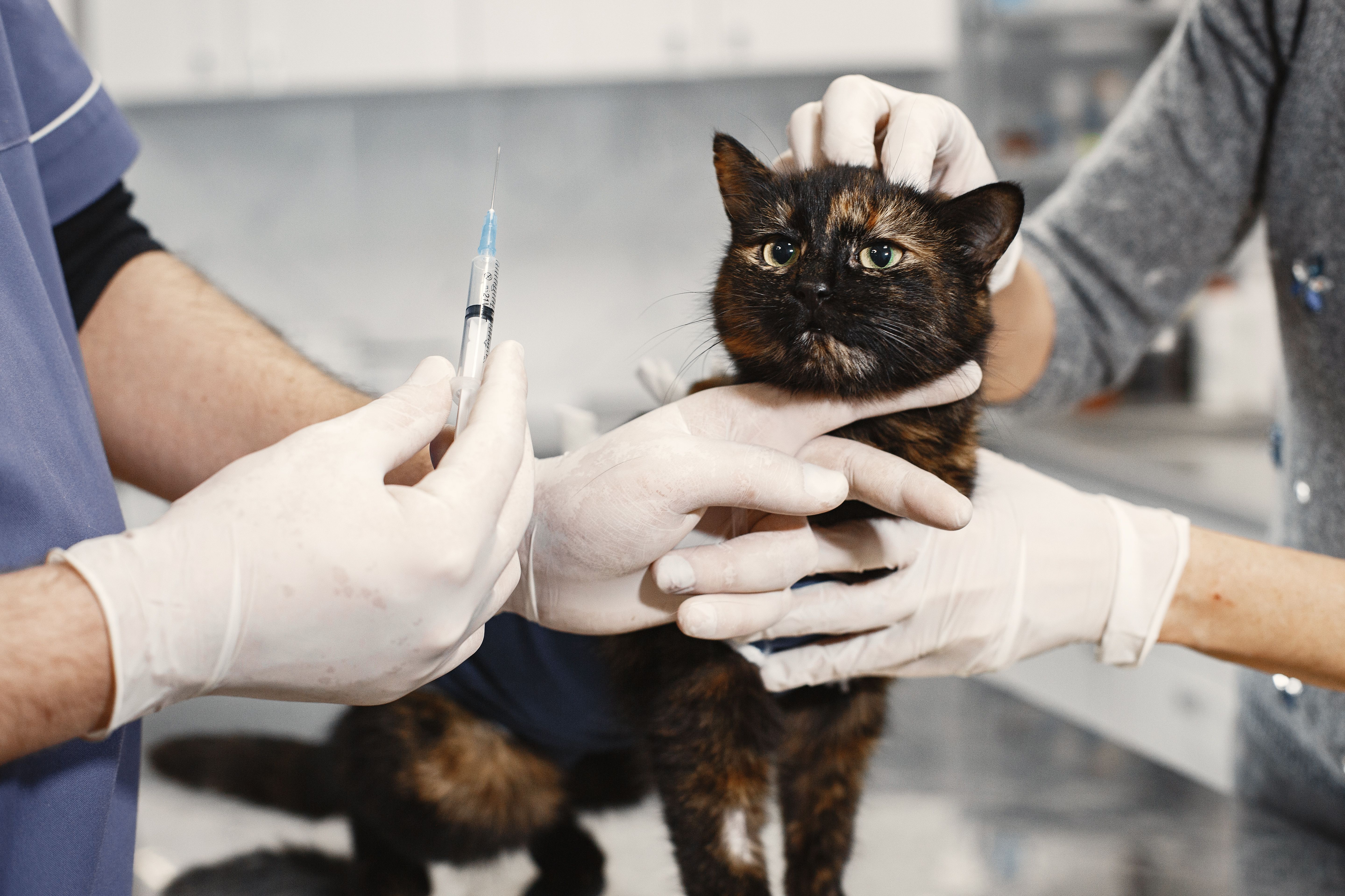 Vaccination préventive d'un chat