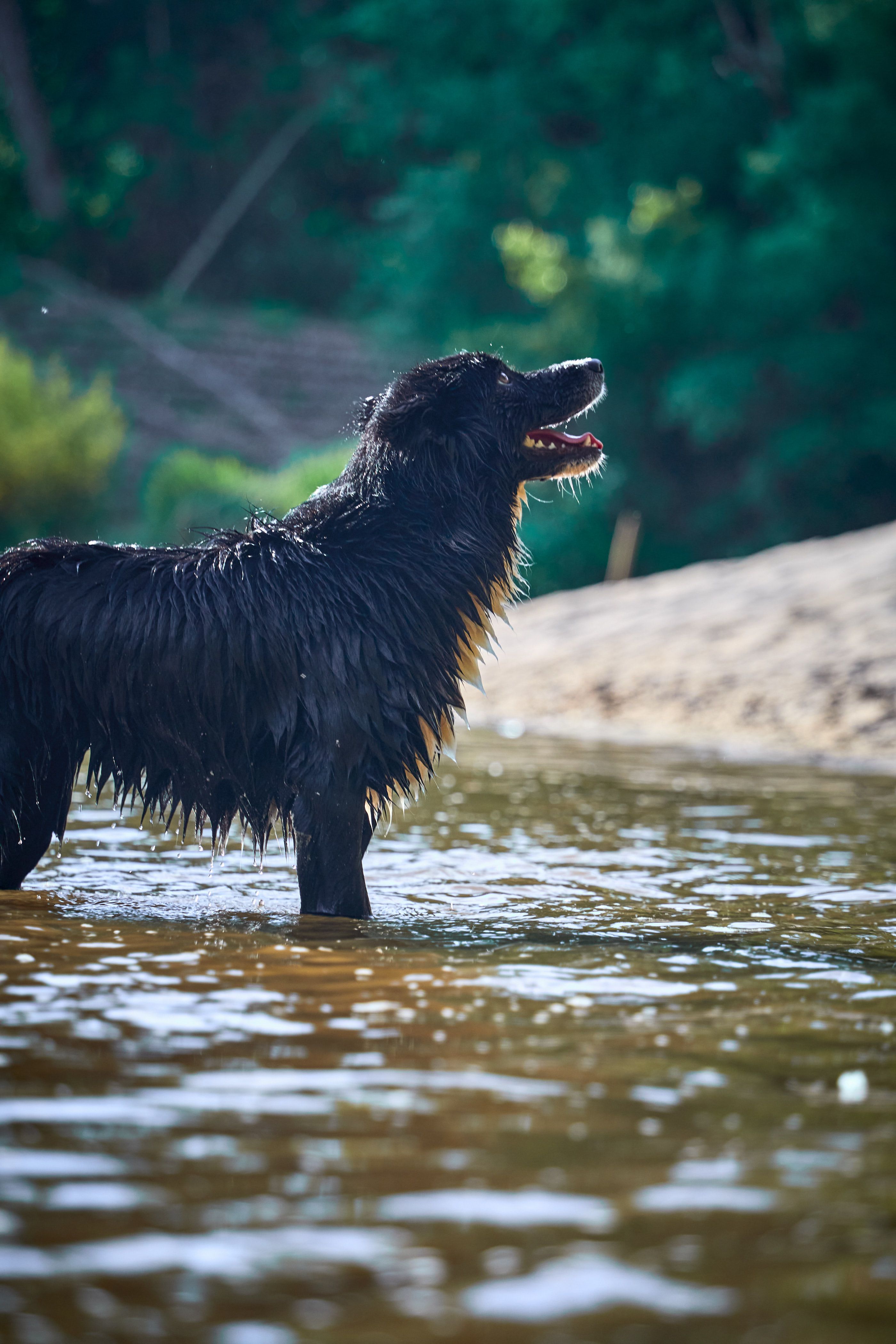 Bilan de santé vétérinaire pour chien