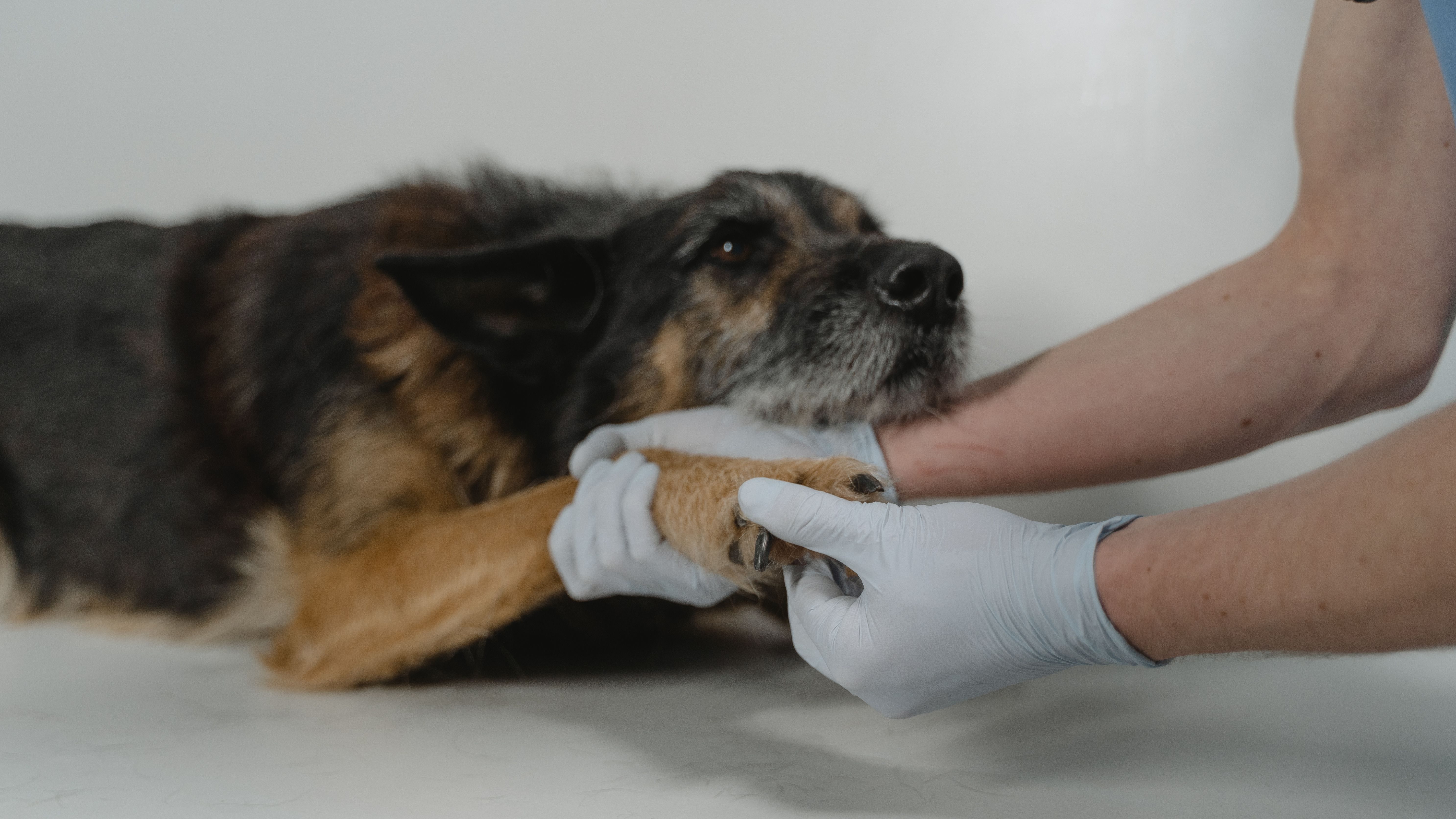 Consultation vétérinaire à Nice pour chien et chat